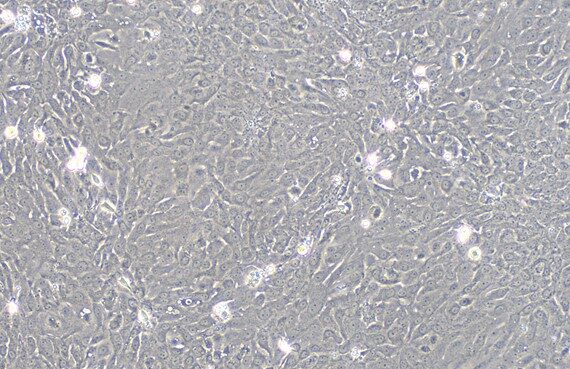 Primary Rat Bladder Epithelial Cells (BEC)