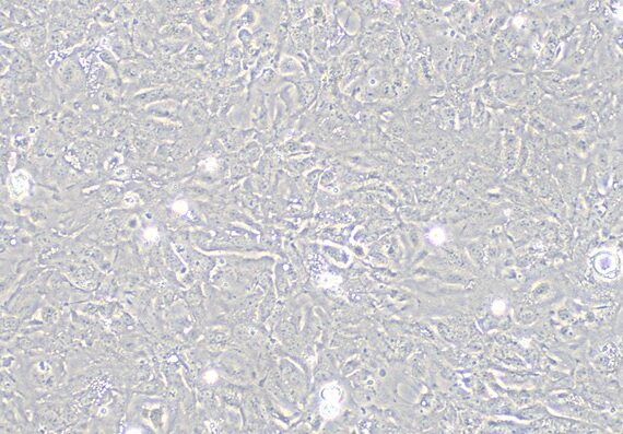 Primary Rabbit Bladder Epithelial Cells (BEC)