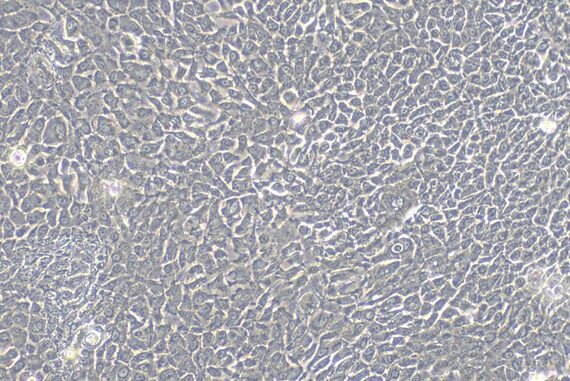 Primary Rabbit Gingival Epithelial Cells (GiEC)