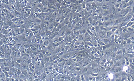 Primary Rat Gastric Epithelial Cells (GEC)