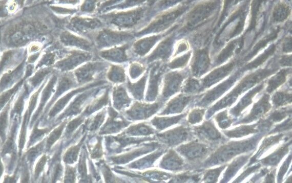 Primary Gallus Embryonic Kidney Epithelial Cells