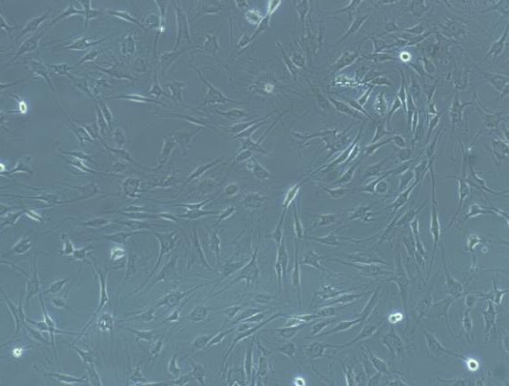 Primary Rat Endothelial Progenitor Cells (EPC)