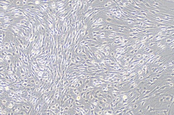 Primary Canine Trigeminal ganglion neuron cells (TGN)