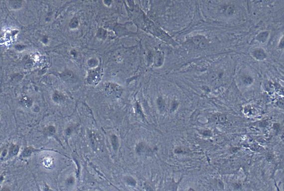 Primary Rabbit Placental Mesenchymal Stem Cells (PMSC