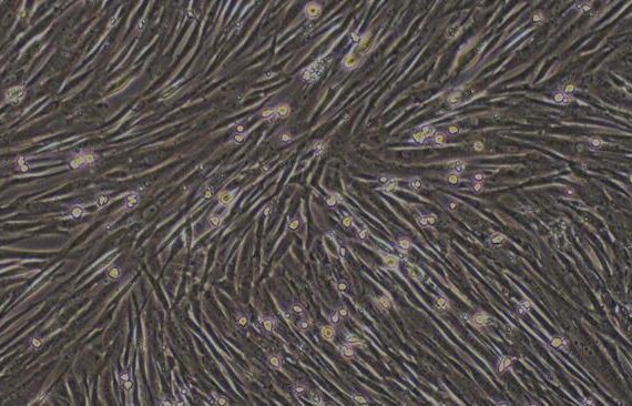 Primary Canine Spermatogonium Cells (SPC)