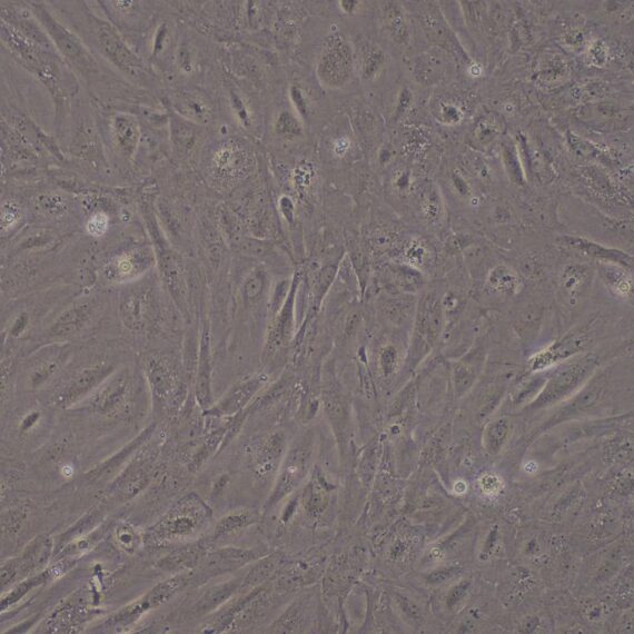 Primary Rat Spermatogonium Cells (SPC)