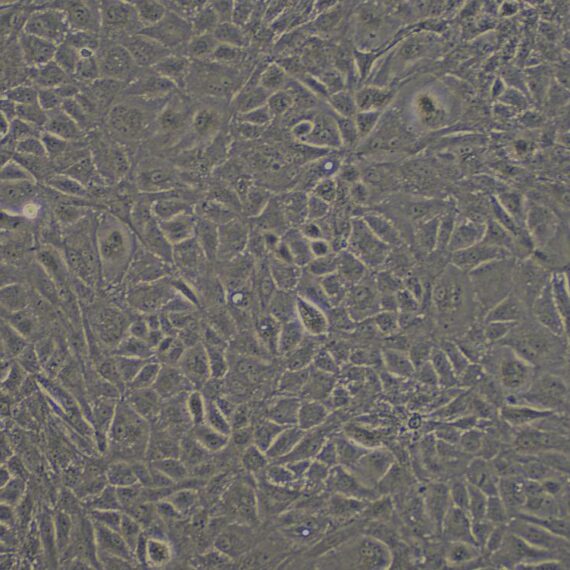 Primary Rabbit Spermatogonium Cells (SPC)