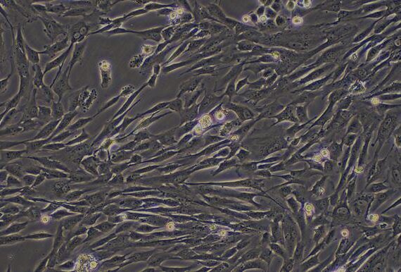 Primary Caprine ovarian granulosa cells