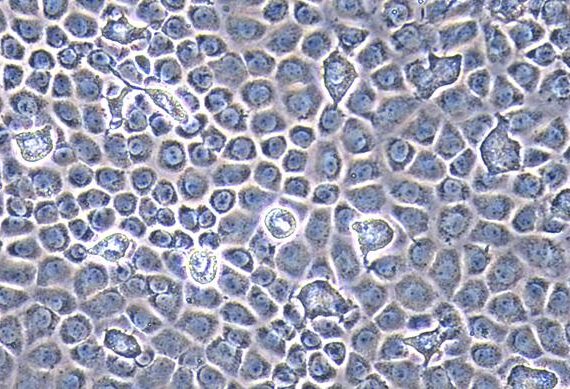 Primary Rat Ovarian Granulosa Cells (OGC)