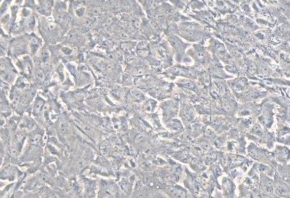 Primary Rabbit ovarian granulosa cells