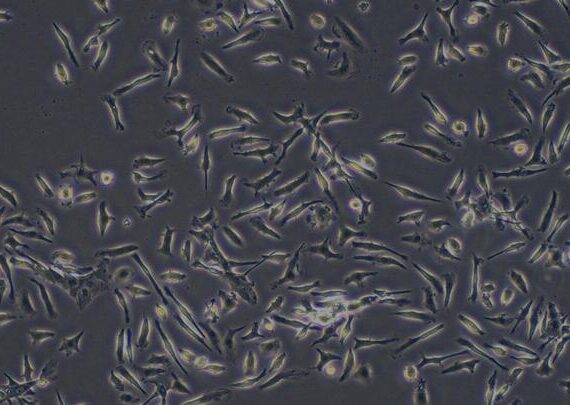 Primary Mouse Thymic Macrophage