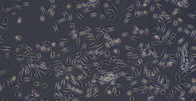 Primary Mouse Thymic Macrophage