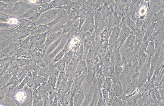 Primary Rat Tendon Cells (TC)