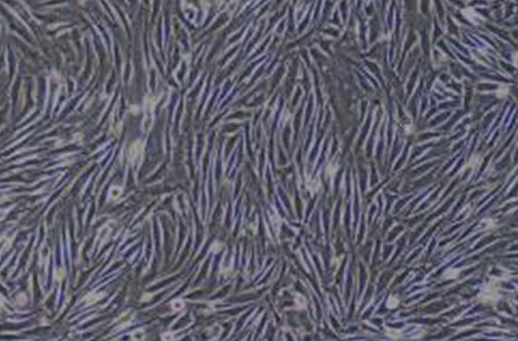 Primary Rabbit Tendon Cells (TC)
