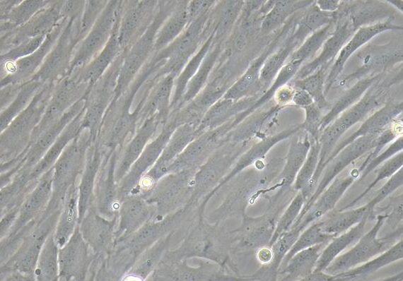 Primary Caprine Corneal Stromal cells (CSC)