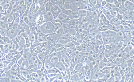 Primary Caprine Ureteral Epithelial Cells (UEC)