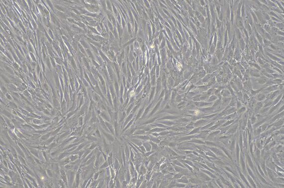 Primary Canine Tendon Stem Cells ( TDSC)