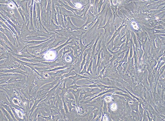 Primary Caprine Tendon Stem Cells ( TDSC)