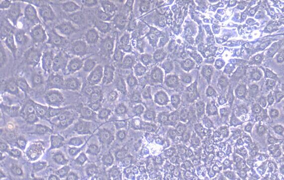 Primary Mouse Tendon Stem Cells ( TDSC