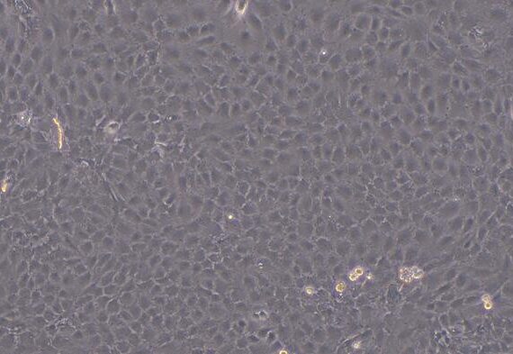 Primary Rat Tendon Stem Cells ( TDSC)