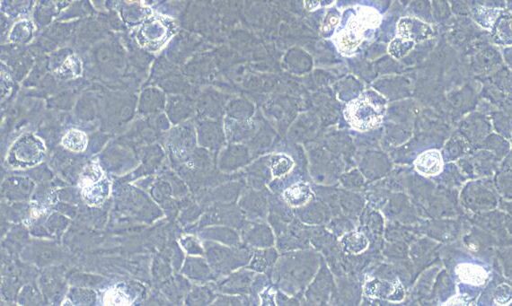 Primary Rat Meniscus Fibrochondrocytes (MFCs)