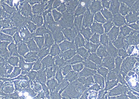 Primary Rabbit Meniscus Fibrochondrocytes (MFCs)