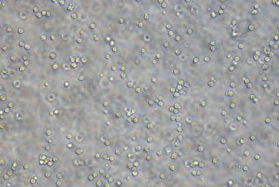 Primary Rat Peripheral Blood Neutrophils (PBNs)