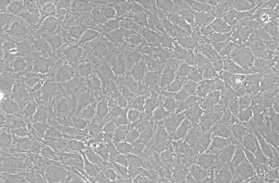 Primary Caprine Auricular Chondrocytes (ACC)