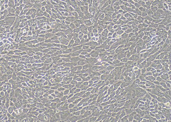 Primary Rabbit Auricular Chondrocytes (ACC)