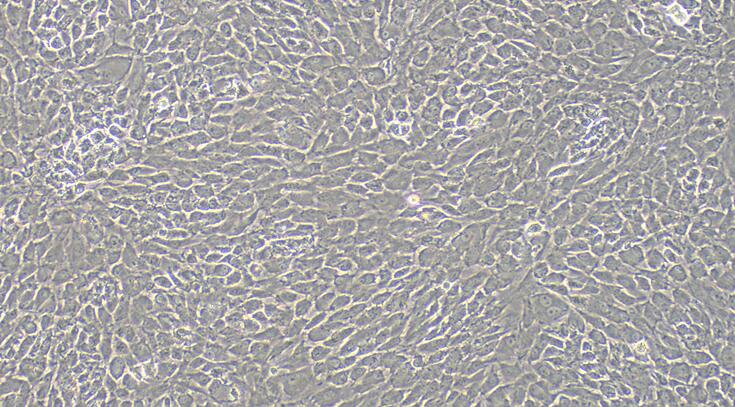 Primary Rabbit Auricular Chondrocytes (ACC)