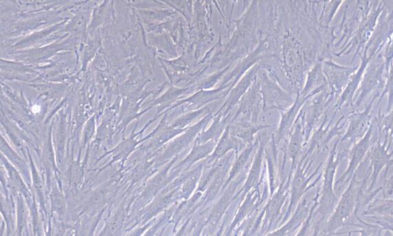 Primary Rat Oral Mucosal Fibroblasts (OMF)