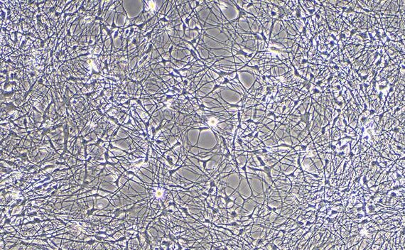 Primary Canine Cerebral Cortex Neuron Cells (CCNC)