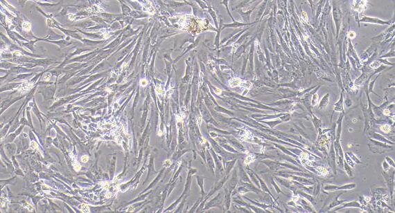 Primary Canine Urethral Smooth Muscle Cells (USMC)