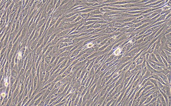 Primary Rat Urethral Smooth Muscle Cells (UrSMC)