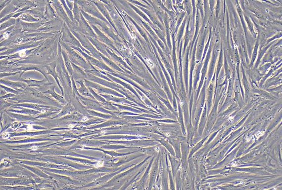 Primary Rabbit Urethral Smooth Muscle Cells (UrSMC)
