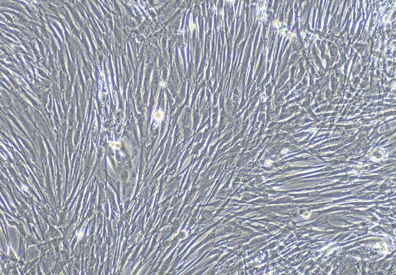 Primary Canine Arachnoid Cells (AC)