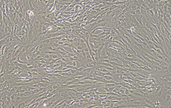 Primary Rat Arachnoid Cells (AC)