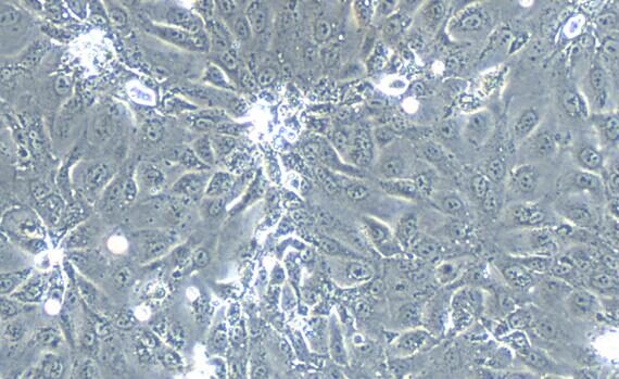 Primary Rabbit Fallopian Tube Epithelial Cells (FtEC)