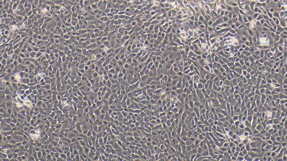 Primary Canine Vaginal Epithelial Cells (VEC)