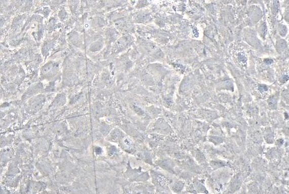 Primary Rat Parotid Gland Cells (PGC)