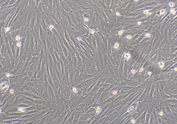Primary Rabbit Parotid Gland Cells (PGC)