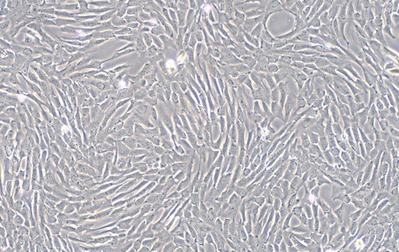 Primary Canine Cardiac Valve Interstitial Cells