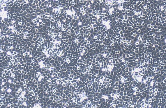 Primary Canine Pericardial Mesothelial Cells (PeMC)