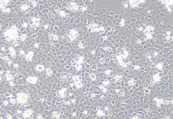 Primary Mouse Lingual Epidermal Cells?LiEC?