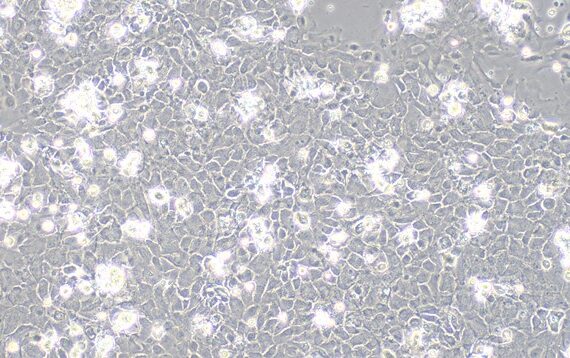 Primary Rabbit Lingual Epidermal Cells?LiEC?