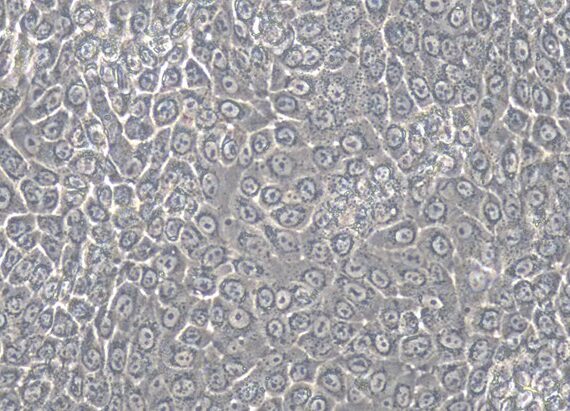 Primary Rabbit Nasal Mucosal Epithelial Cells (NMEC)