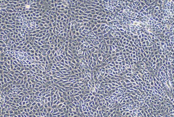Primary Caprine Testicular Microvascular Endothelial Cells (TMEC)