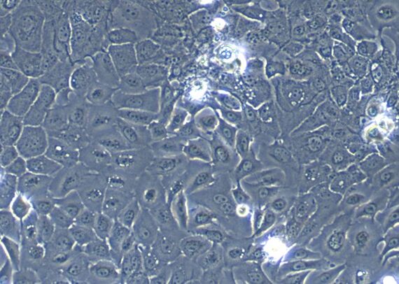 Primary Caprine Lingual Epidermal Cells (LiEC)
