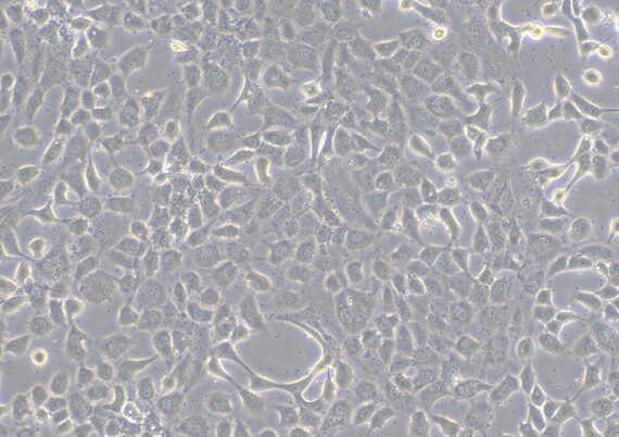 Primary Caprine Ovarian Granulosa Cells (OGC)