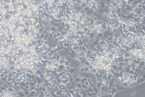 Primary Canine Retinal Ganglion Cells (RGC)